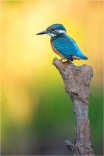 Nicht viel los im Revier