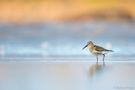 Alpenstrandläufer (Calidris alpina)
