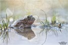 Kreuzkröte (Bufo calamita)