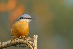 Kleiber (Sitta europaea)