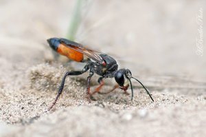 Heuschrecken-Sandwespe (10 ) - Sphex funerarius