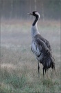 Kranich (Grus grus)Nr.2