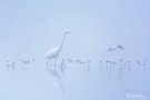 Silberreiher im Nebel