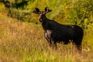 Elch in der Abendsonne