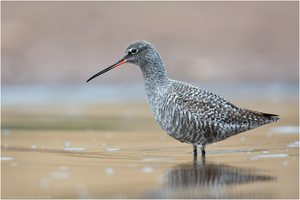 ~Zugzeit bei den Limikolen~