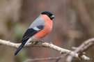 Gimpel (Pyrrhula pyrrhula)