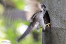 Habicht an Schwarzspechthöhle