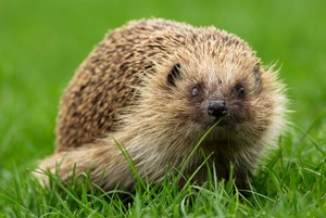 Igel