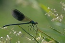 Gebänderte Prachtlibelle