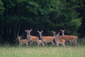 Rotwild mit Kälbern am frühen Morgen.