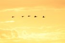 Gänsezug im Abendlicht