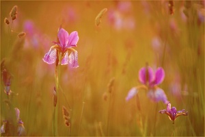Abendstimmung in der Iriswiese