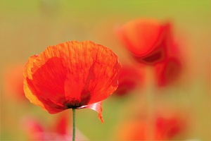 Mohn-Malerei