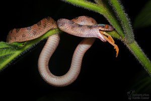 Kreislauf des Lebens