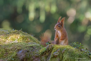 Eichhörnchen