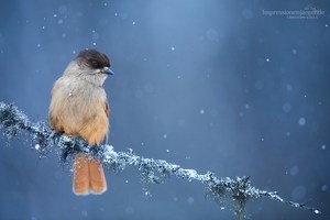 An der Winterfütterung