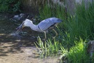 Graureiher frisst Wanderratte