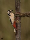 Buntspecht - Dame