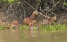 Capybaras