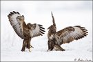 Bussarde in Aktion