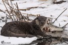 Fischotter mit Hecht