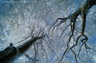 winterliches Baumkronendach