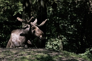 Der Elch ruht Zo