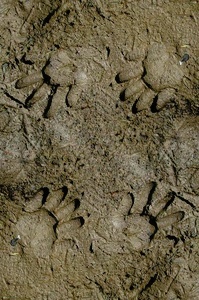 Optische Täuschung - Bitte Beschreibung lesen!