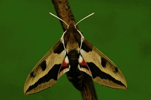 Wolfsmilchschwärmer KD EBV