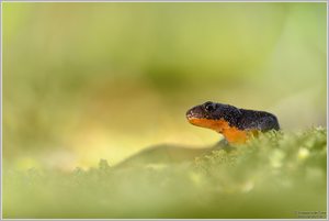 Bergmolch (Triturus alpestris)