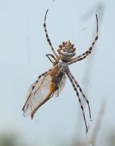 Argiope lobata '18