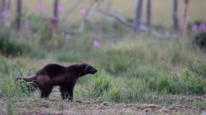 Vielfraß / Volverine