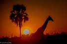 Giraffe im an einem wunderschönen Sonnenuntergang