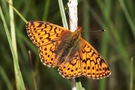Hochmoor-Perlmutterfalter