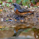 Gartenrotschwanz (Phoenicurus phoenicurus) Junges Männchen