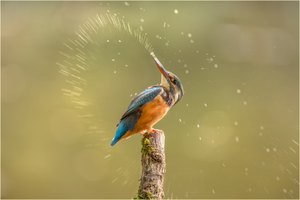 Ein Herz von Eisvogel Dame