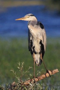 Graureiher im Morgenlicht