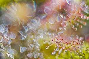 Sonnentau-Reflexionen