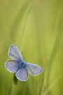 Ein Bläuling