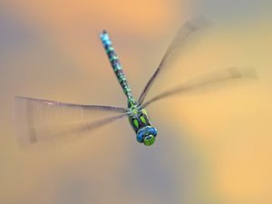 ein Versuch,die Blaugrüne Mosaikjungfer