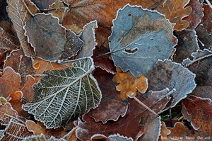 Gefrorener Blattsalat ...