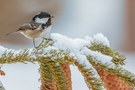 Tannenmeise auf einer Fichte