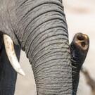 Rüssel und Stoßzahn