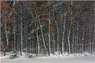 Schneegestöber im Schwarzwald