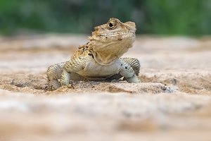 Hardune (Stellagama stellio cypriaca) auf Zypern