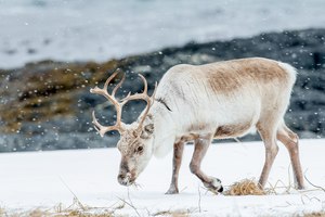 Schneefall gestern in unserem Garten,
