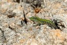 Sizilianische Mauereidechse