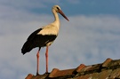 Storch