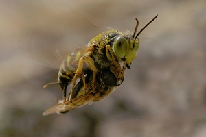 „Fliegenschlepper 1“