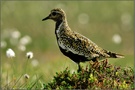 Goldregenpfeifer (Pluvialis apricaria)